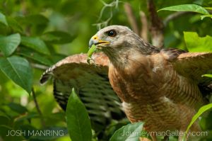 Josh Manring Photographer Decor Wall Art -  Florida Birds Everglades -131.jpg